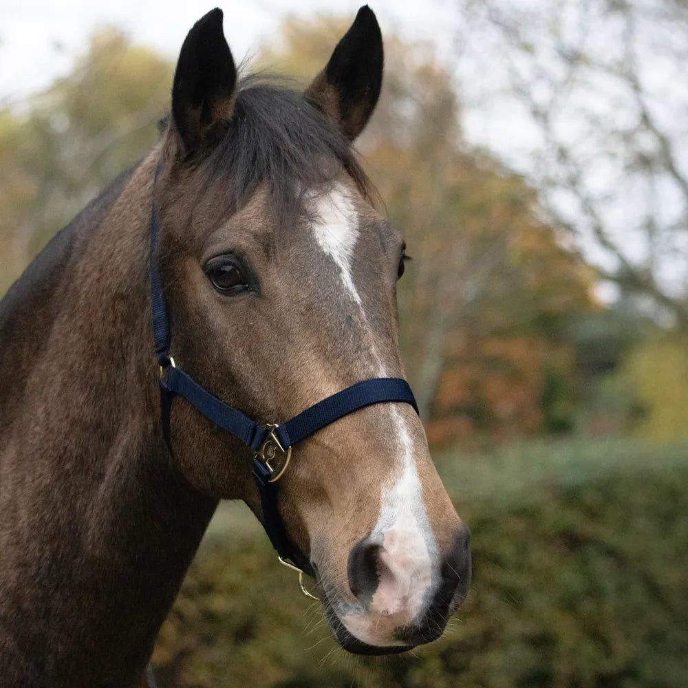 HyConic Head Collar
