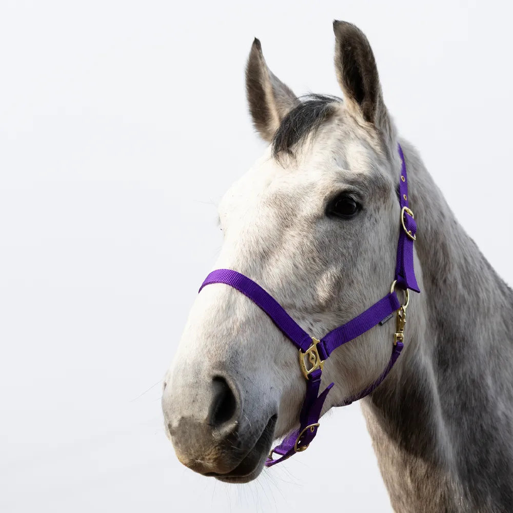 HyConic Head Collar