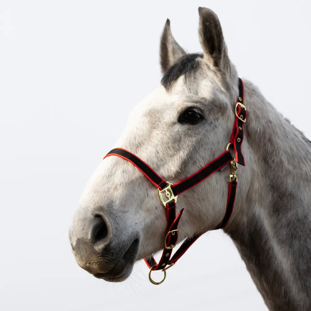 HyConic Head Collar