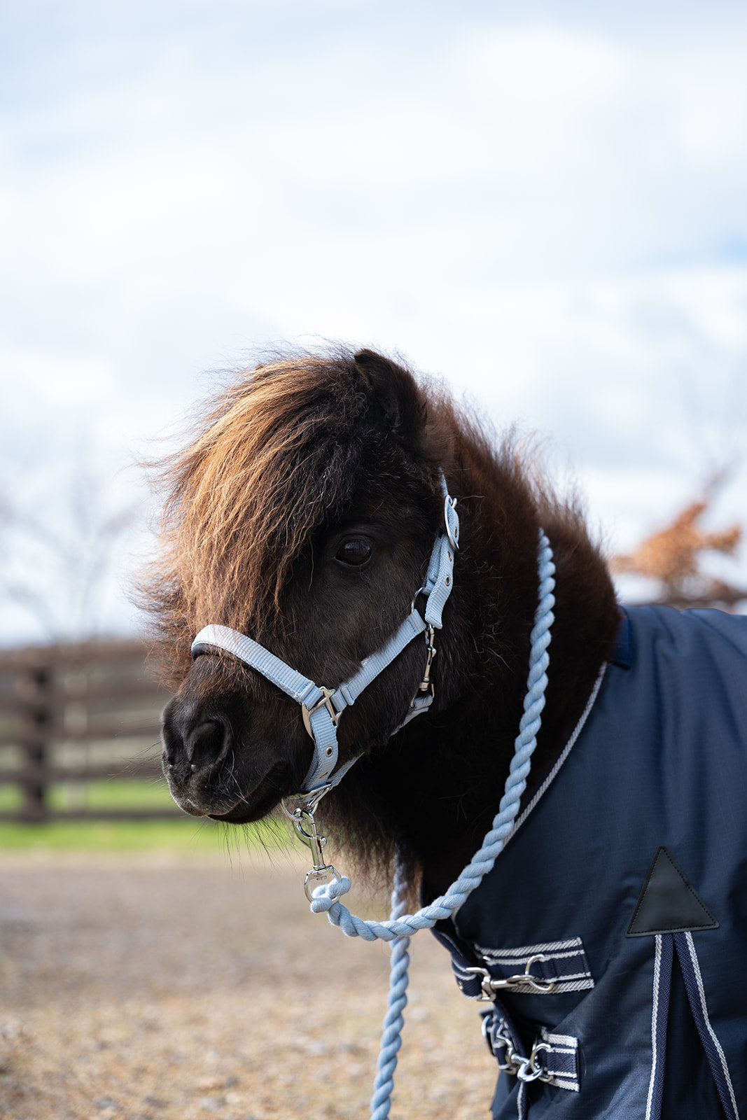 NEW SS26 Rhinegold Mini Sorbet Padded Headcollar And Rope Set