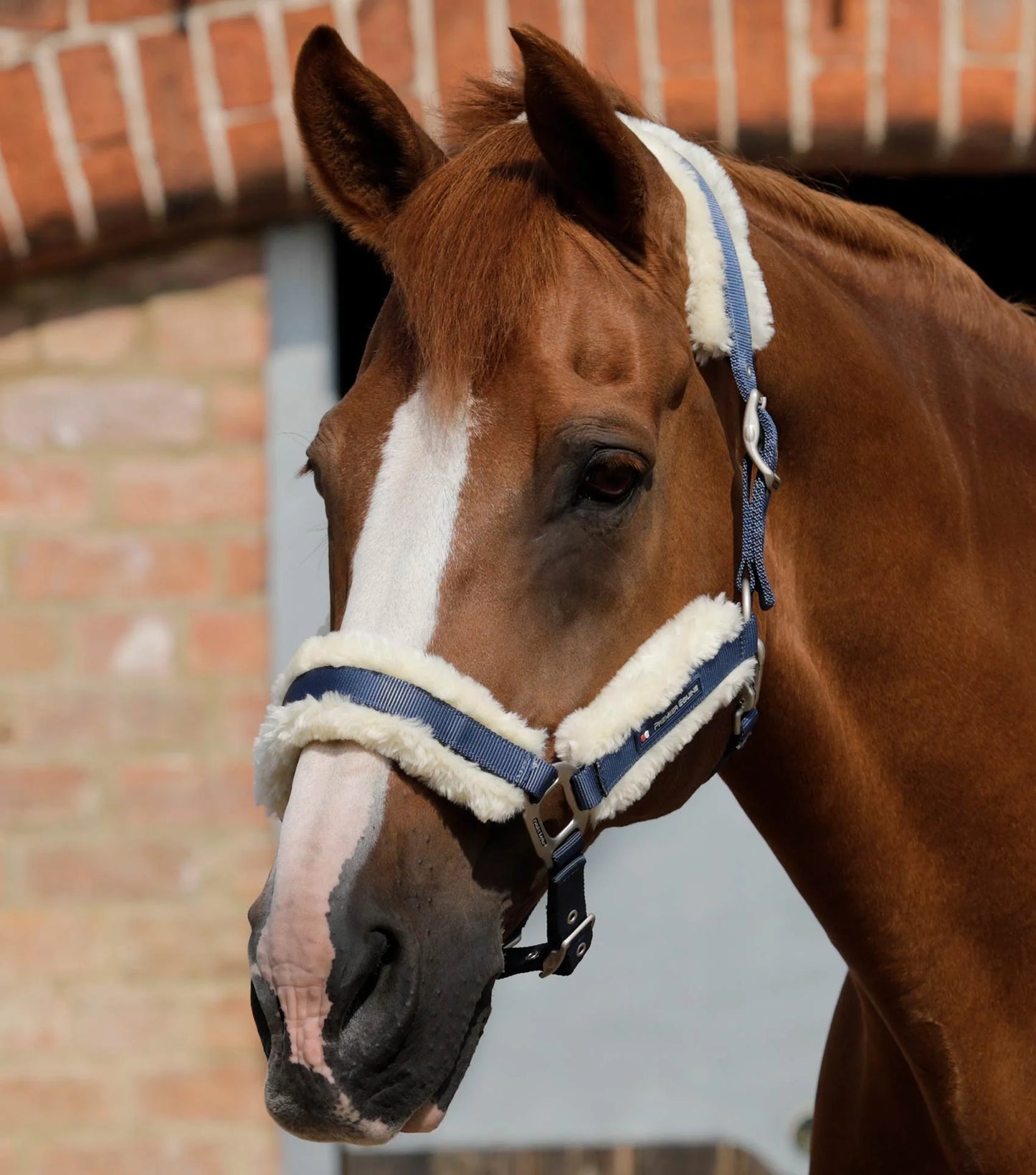 Premier Equine Techno Wool Lined Headcollar