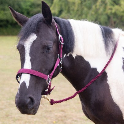 Gallop Premium Padded Heacollar and Leadrope Set- Various Colours