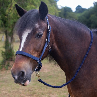 Gallop Premium Padded Heacollar and Leadrope Set- Various Colours