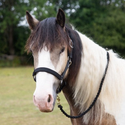 Gallop Premium Padded Heacollar and Leadrope Set- Various Colours