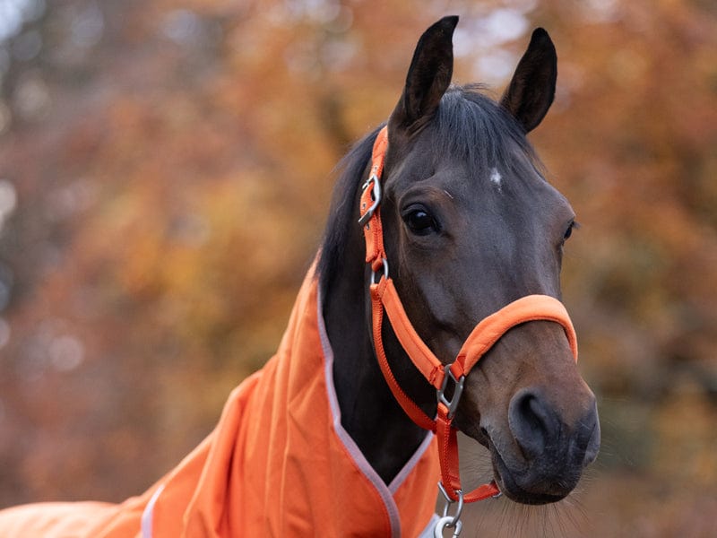 Swish Fleece Padded Head Collar - Orange