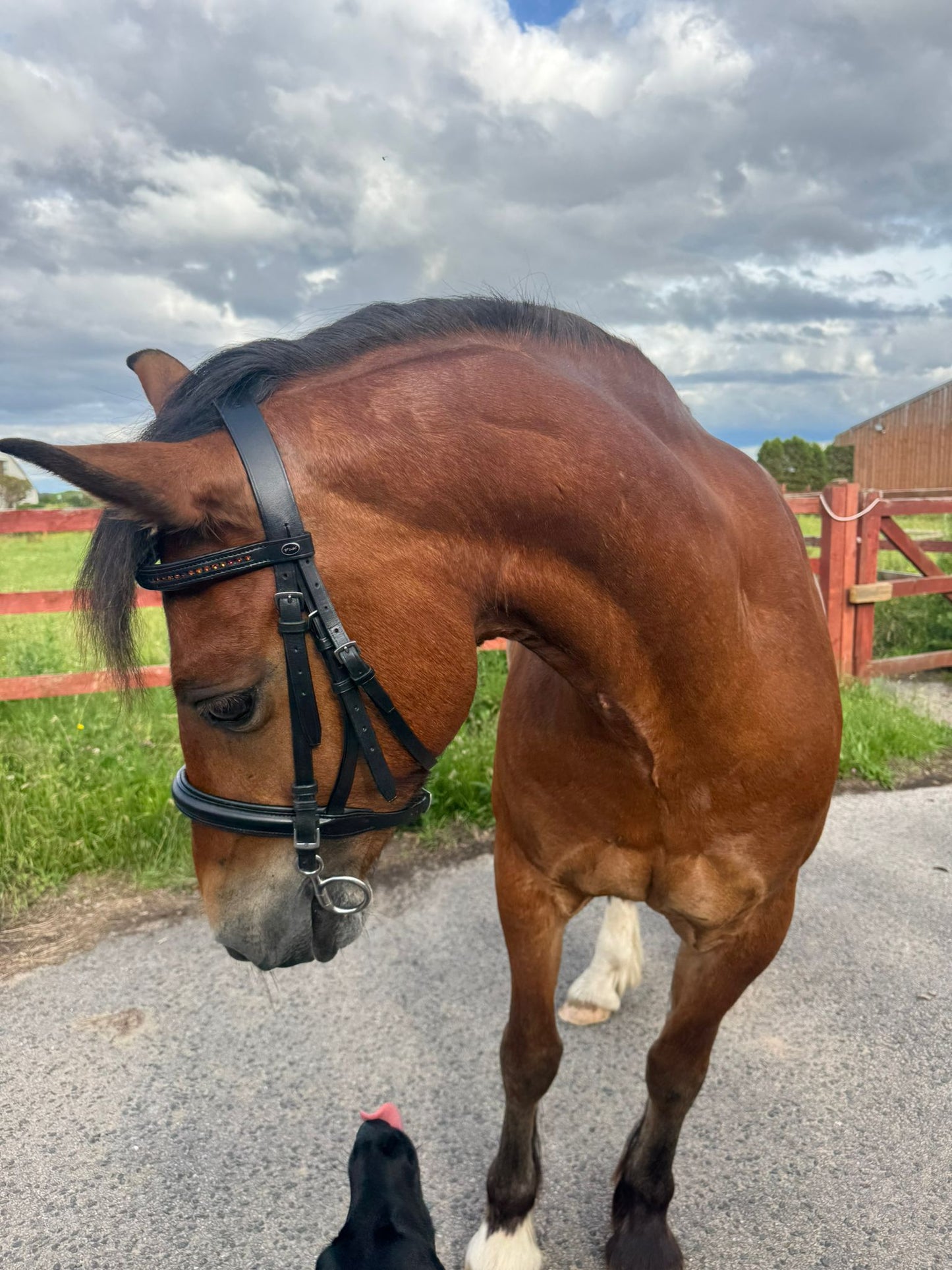 Pink Equine Black leather Bridle.
