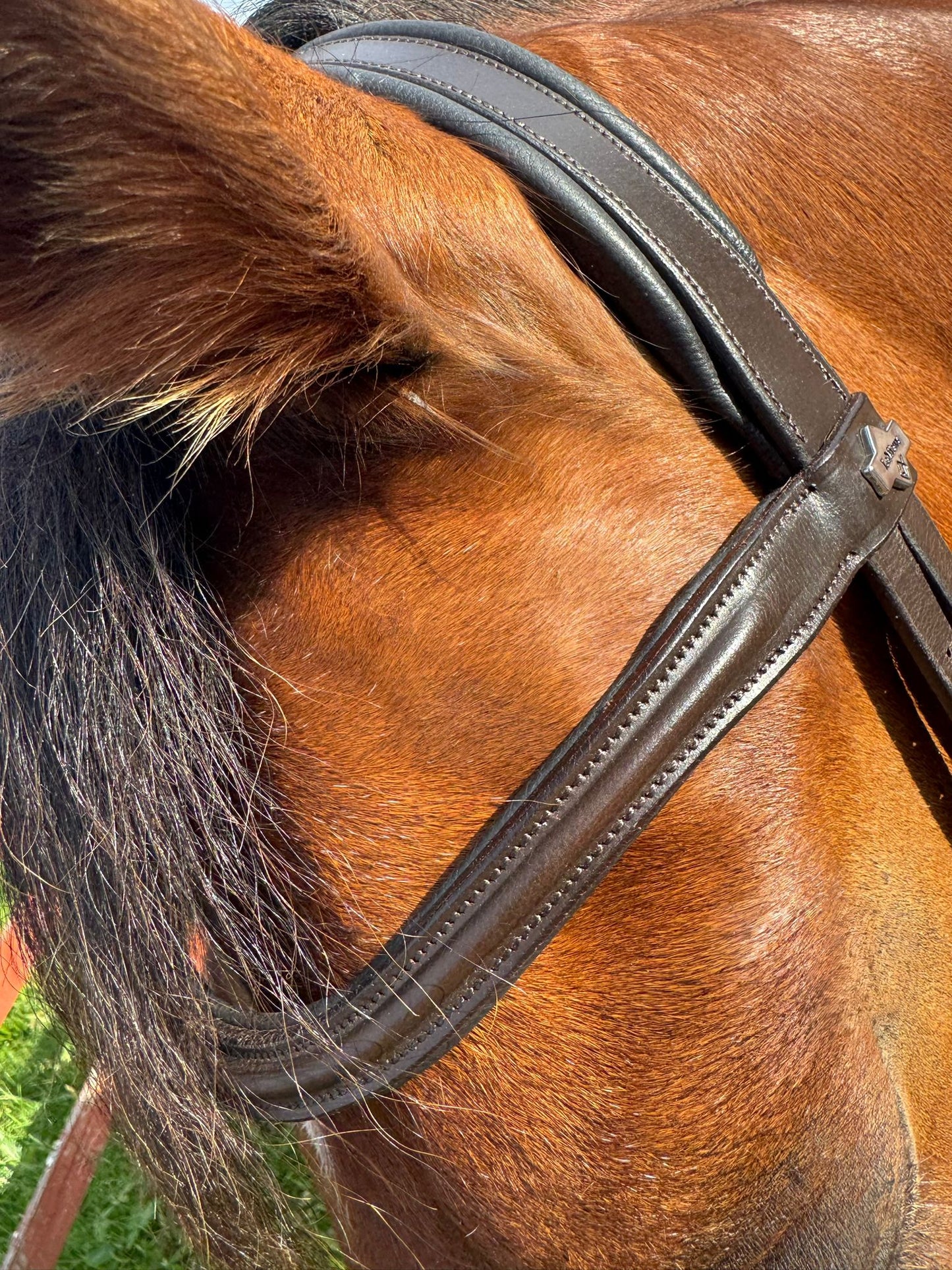 Lemieux Arika Cavesson Bridle