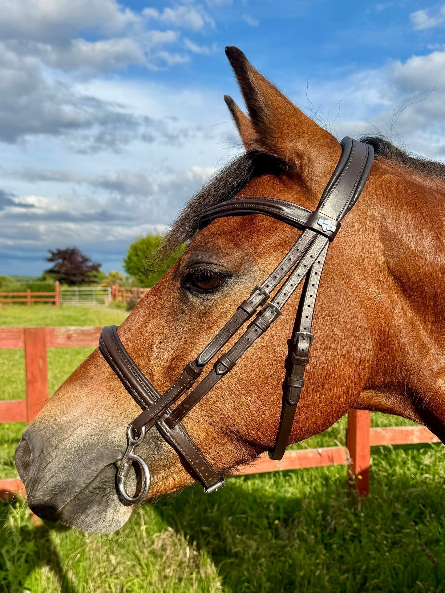 Lemieux Arika Cavesson Bridle