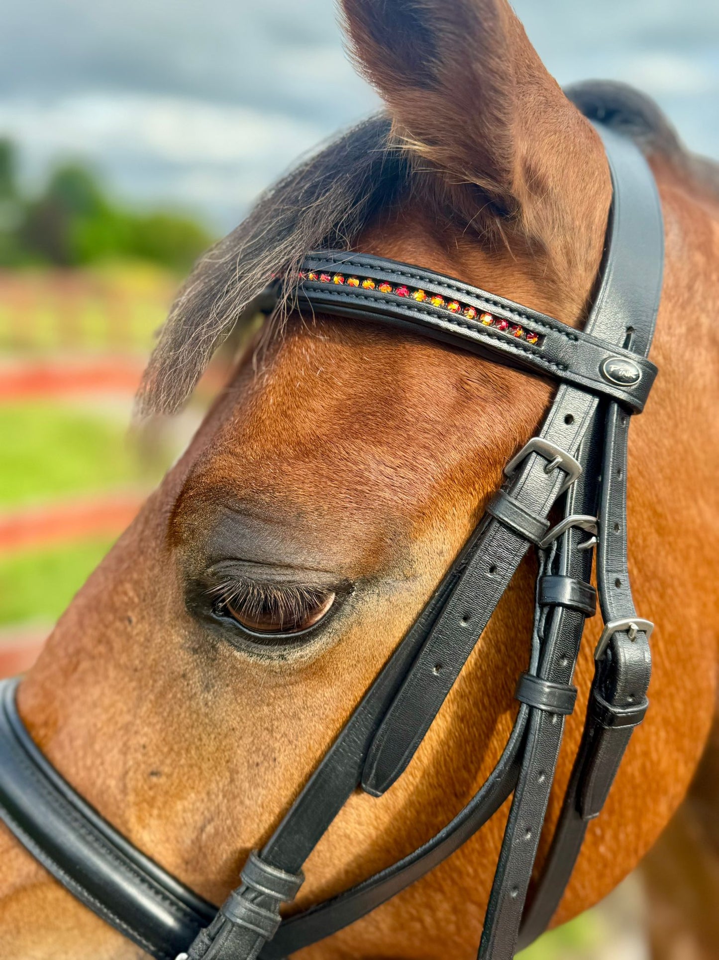 Pink Equine Black leather Bridle.