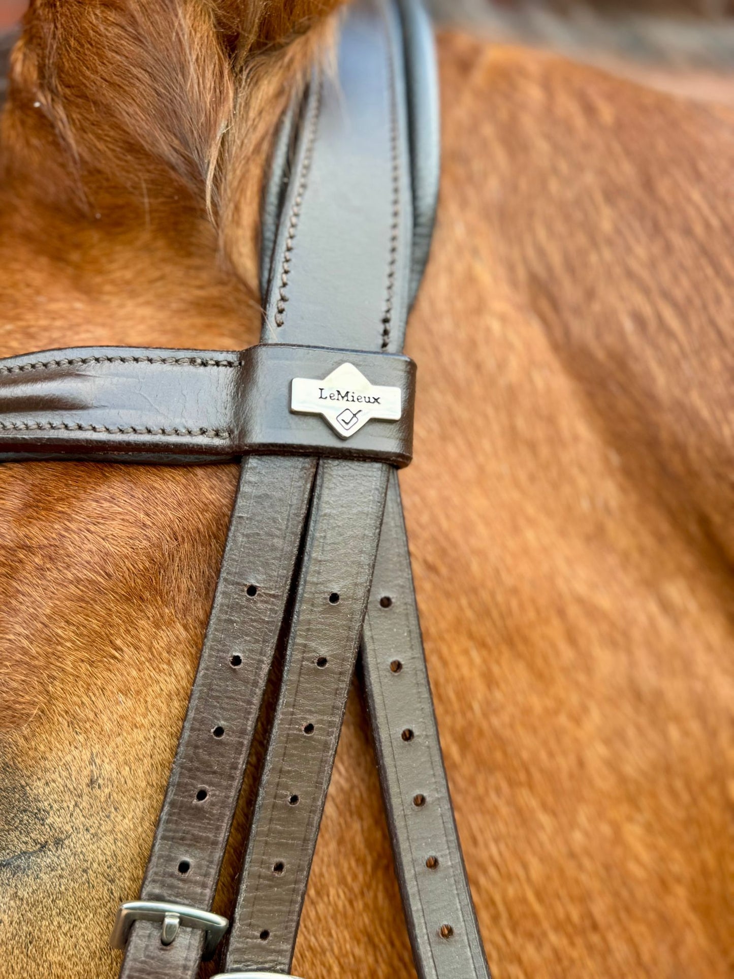 Lemieux Arika Cavesson Bridle