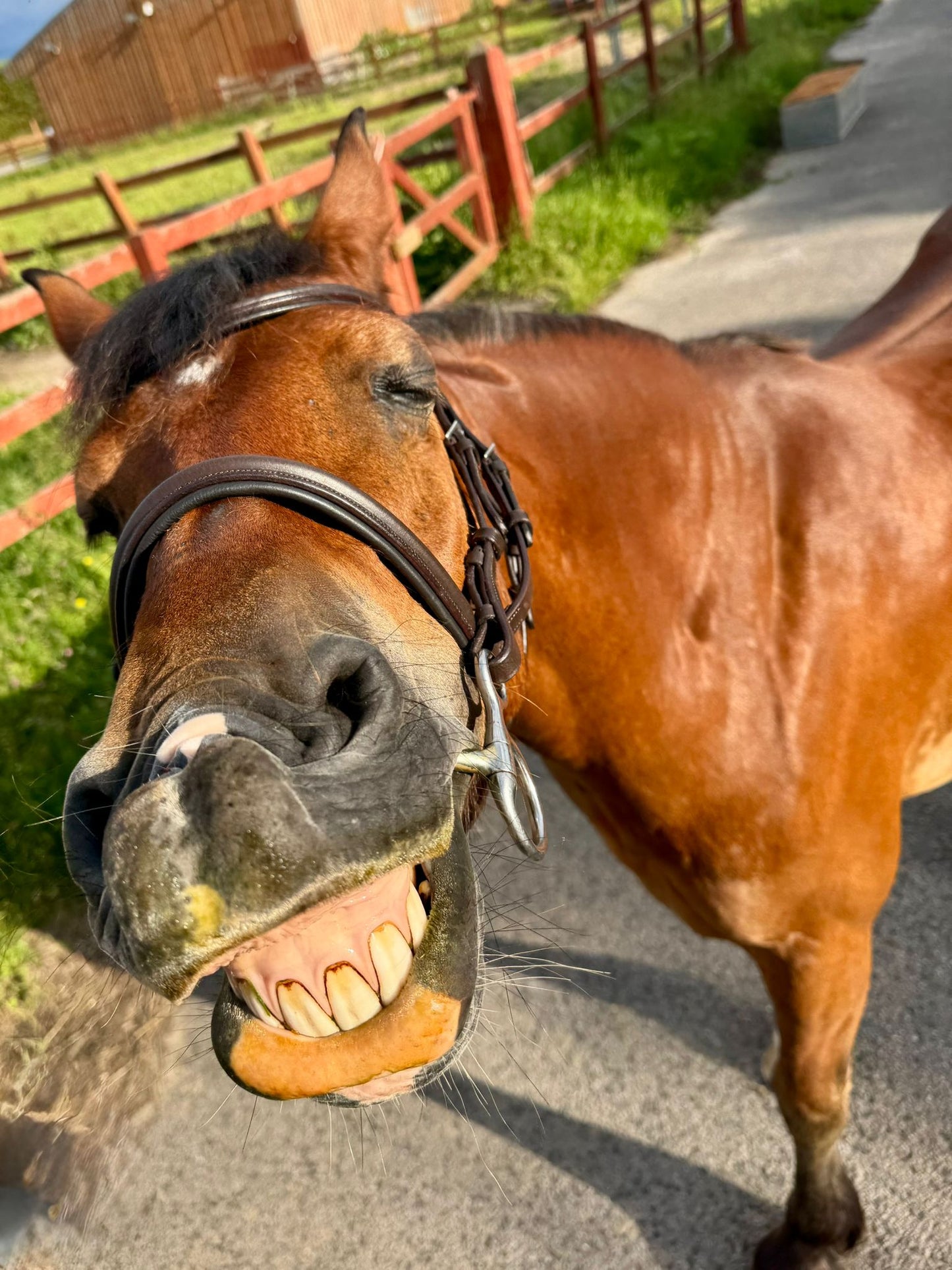 Lemieux Arika Cavesson Bridle