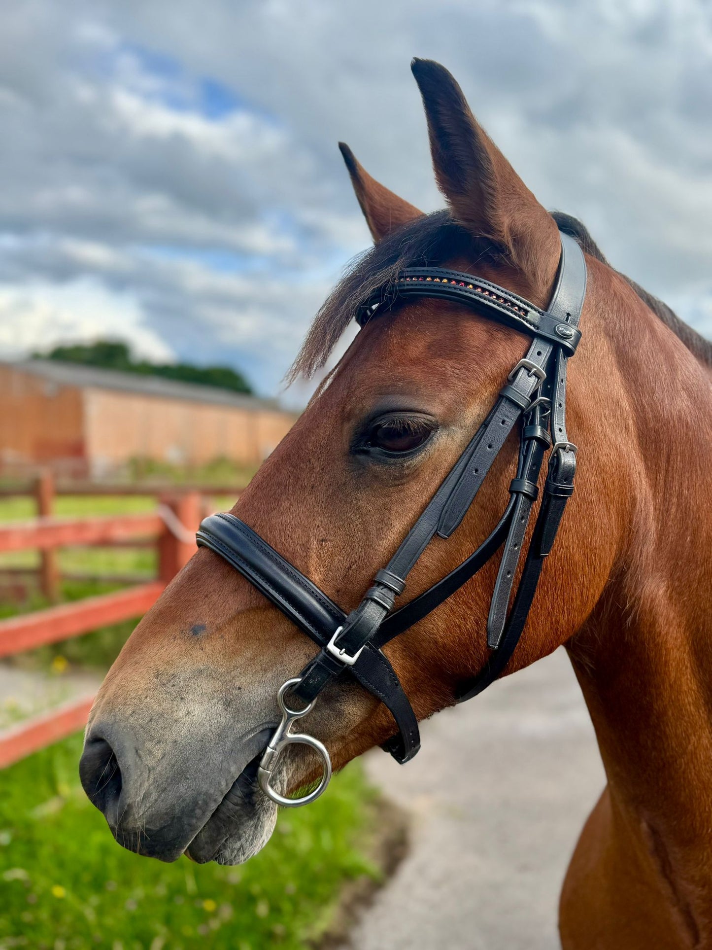 Pink Equine Black leather Bridle.