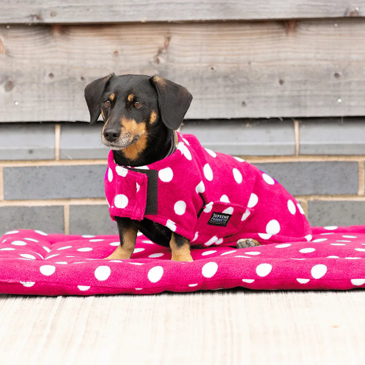 Dog Clothing, Beds & Blankets