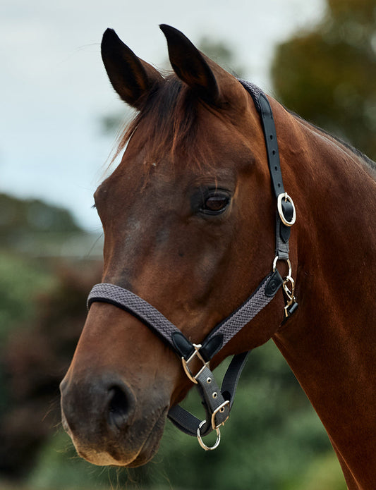 Dublin Braided Leather Headcollar