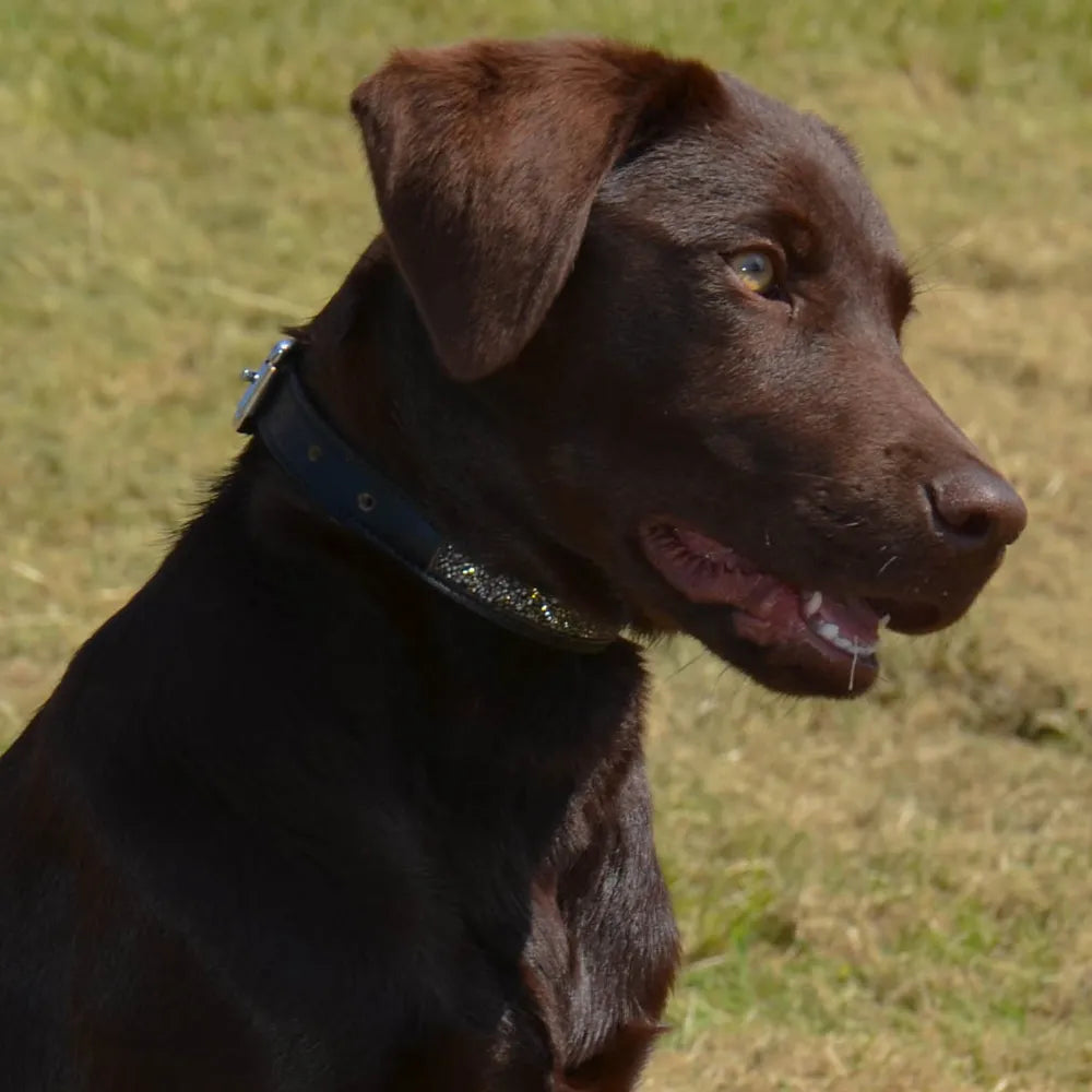 Hy Equestrian Encrusted Dog Collar- 12 Inch