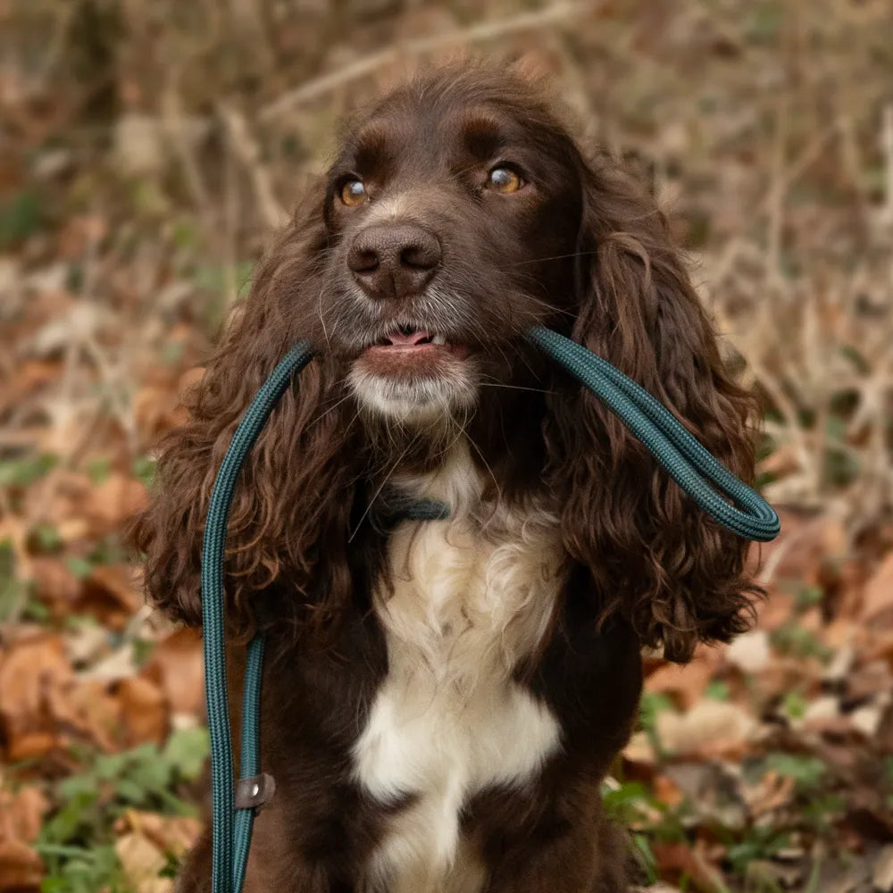 Benji & Flo Classic Slip Lead- Various Colours