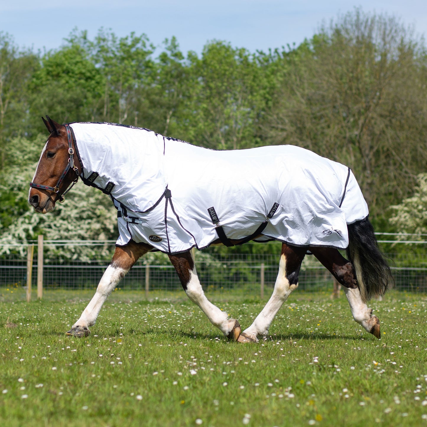 Gallop Classic Fly Combo