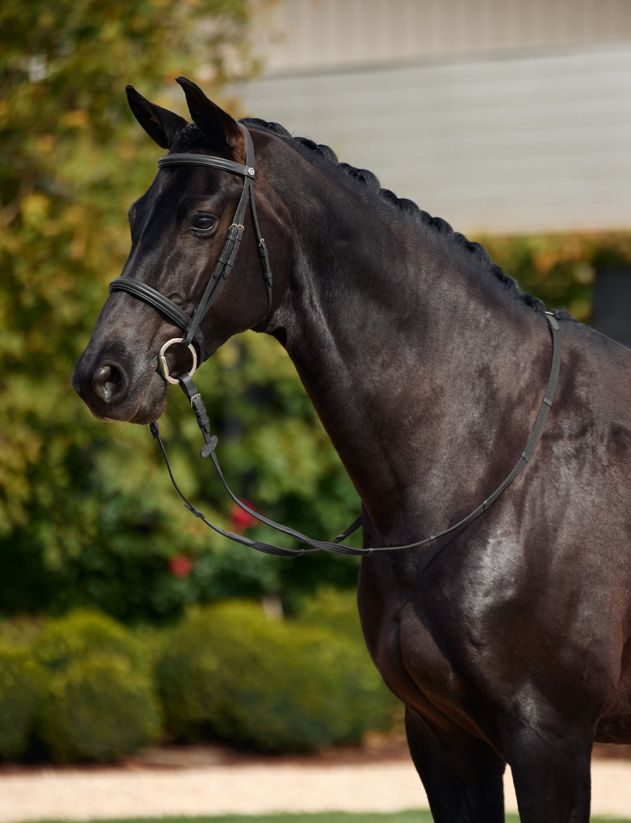 Dublin Padded Cavesson Bridle