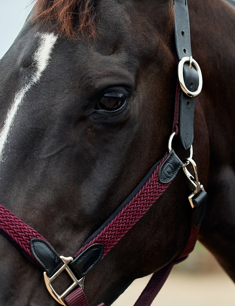 Dublin Braided Leather Headcollar