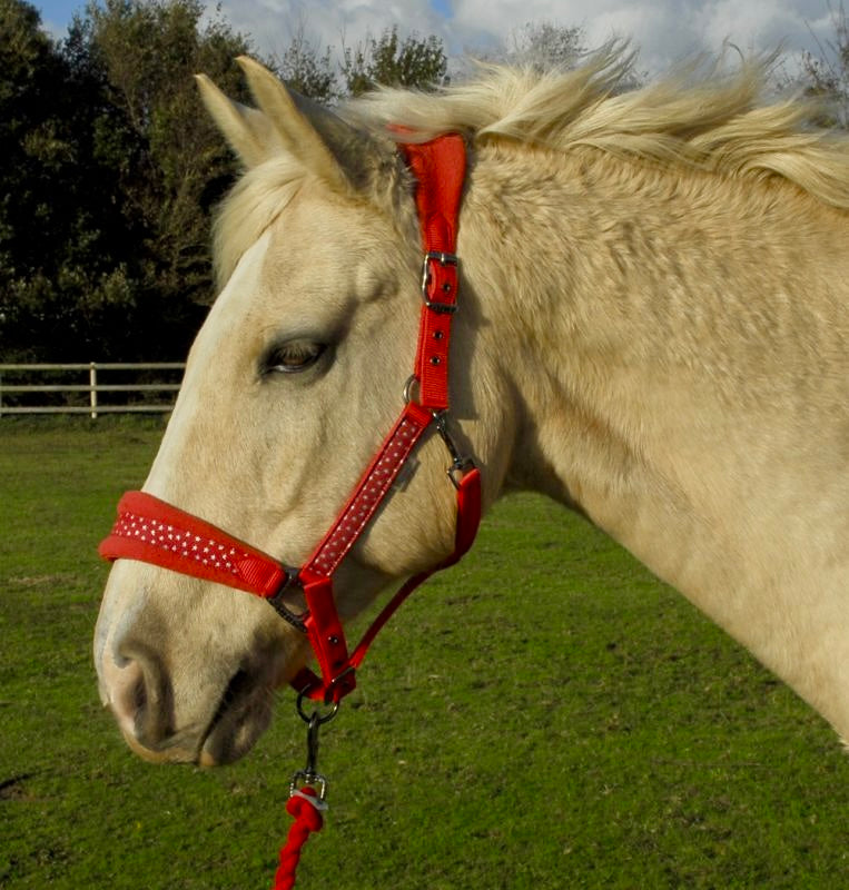 Rhinegold Star Spangled Headcollar & Rope Set