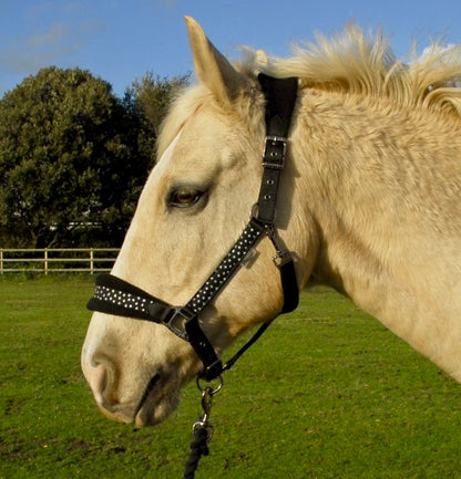 Rhinegold Star Spangled Headcollar & Rope Set