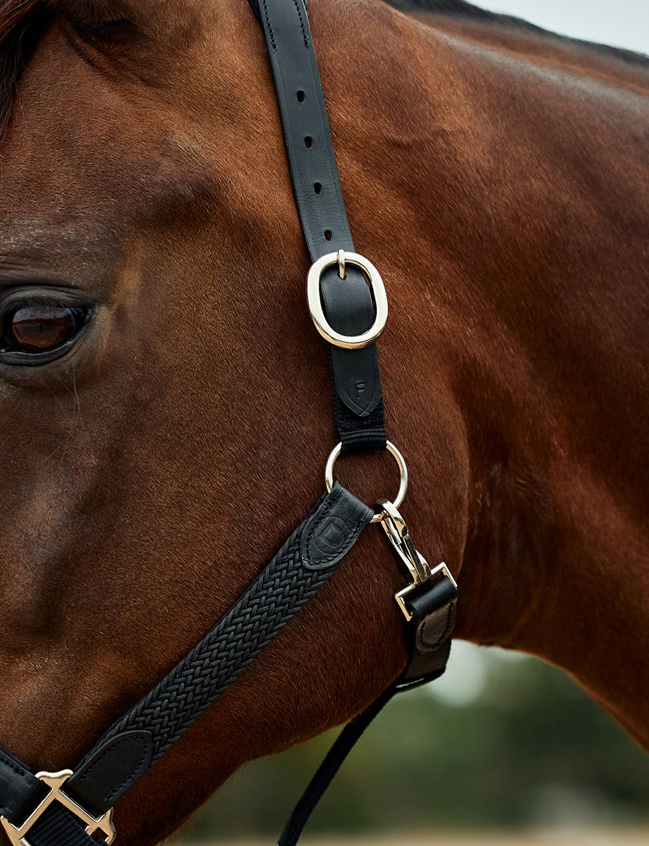 Dublin Braided Leather Headcollar