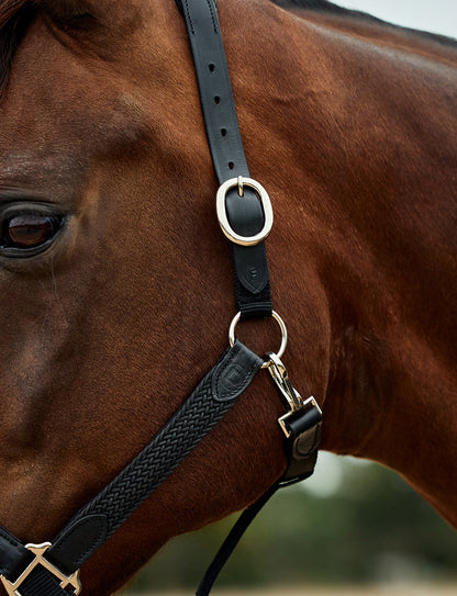 Dublin Braided Leather Headcollar