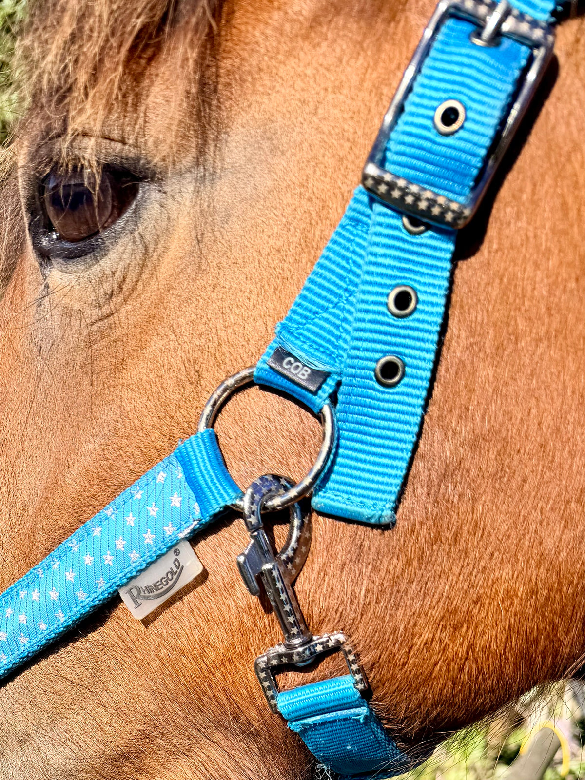 Rhinegold Star Spangled Headcollar & Rope Set