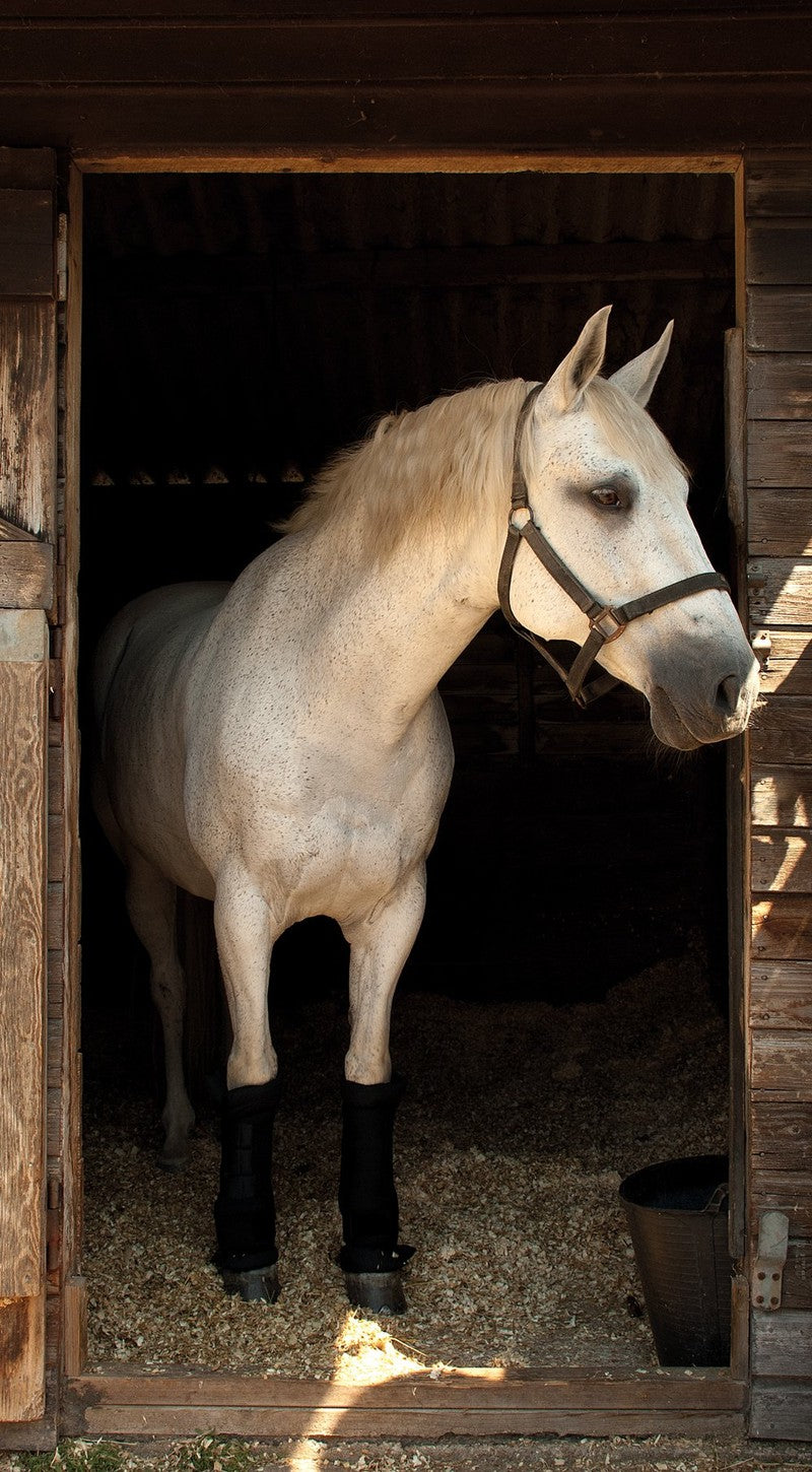 Rhinegold Stable Medicine Boots (pair)