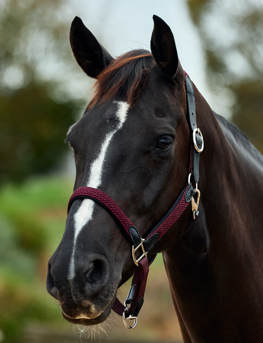 Dublin Braided Leather Headcollar