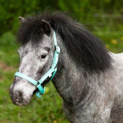 Mini Shetland/ Foal Nylon Heacollar