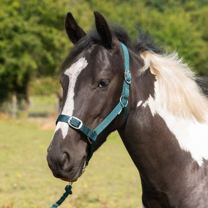 Gallop Heacollar and Leadrope Set- Green