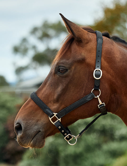 Dublin Braided Leather Headcollar