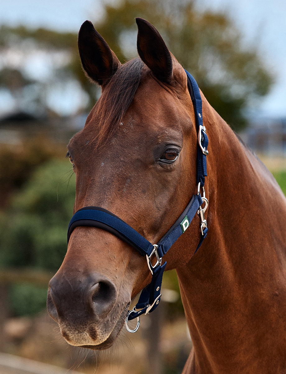 Dublin Neo Comfort Headcollar