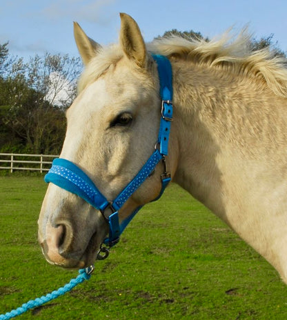 Rhinegold Star Spangled Headcollar & Rope Set