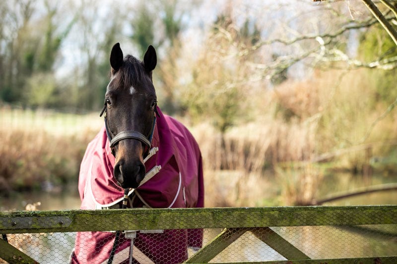 Swish 100g Detachable Neck Turnout Rug - Burgundy