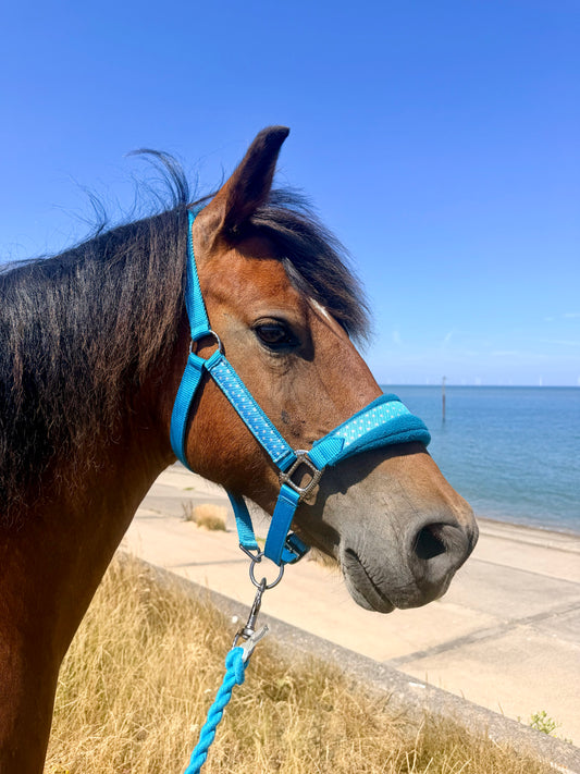 Rhinegold Star Spangled Headcollar & Rope Set