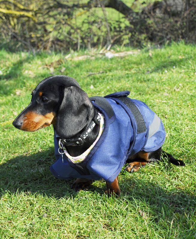 Rhinegold Highland Waterproof Dog Coats