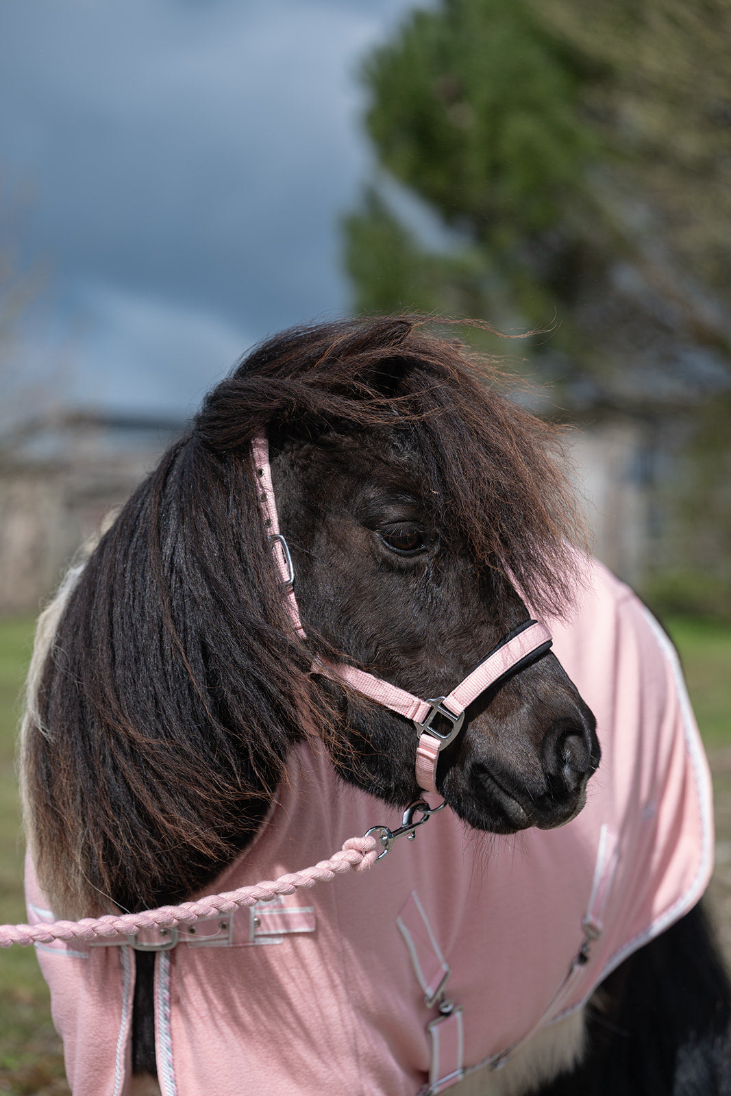 NEW SS26 Rhinegold Mini Sorbet Padded Headcollar And Rope Set