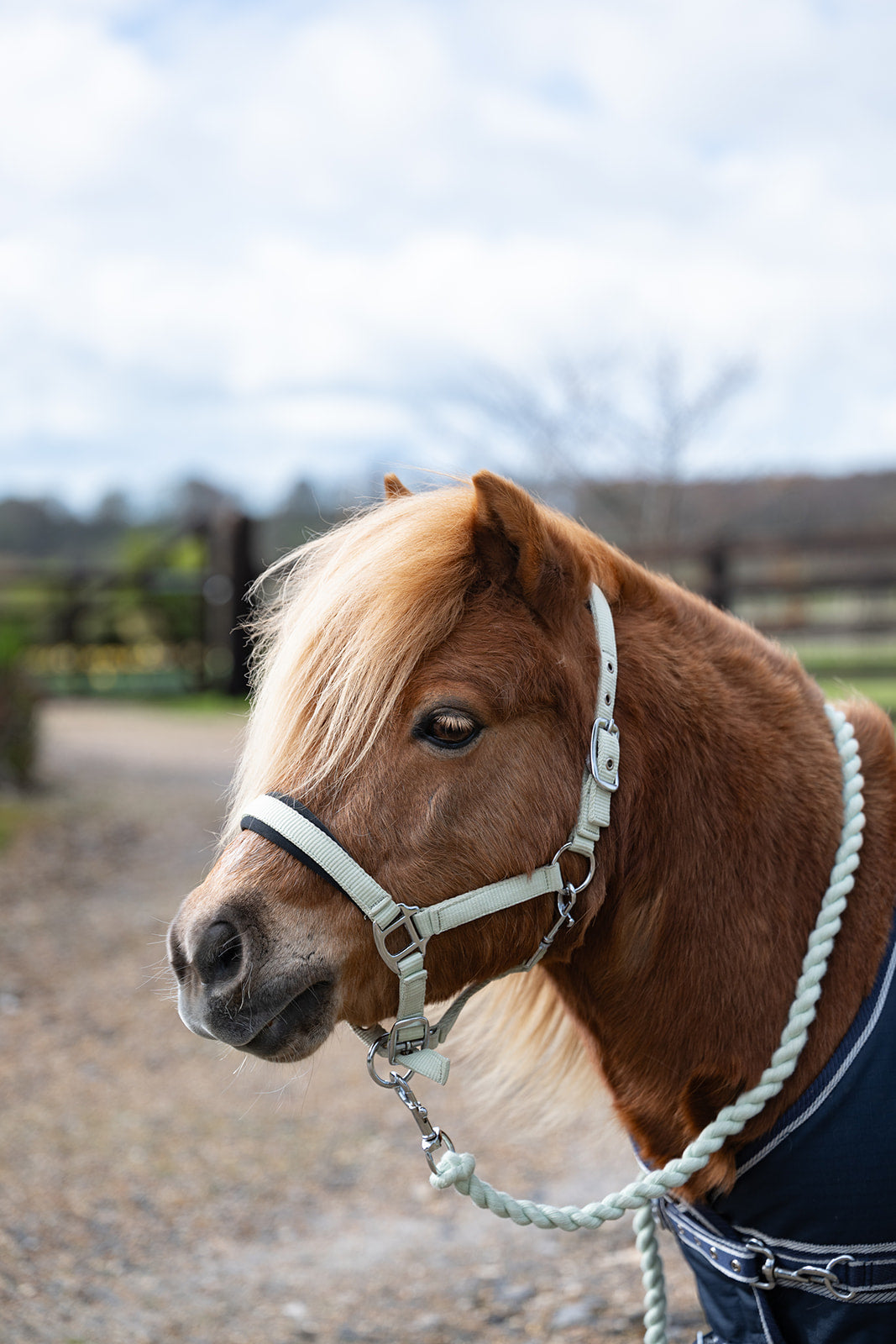 NEW SS26 Rhinegold Mini Sorbet Padded Headcollar And Rope Set