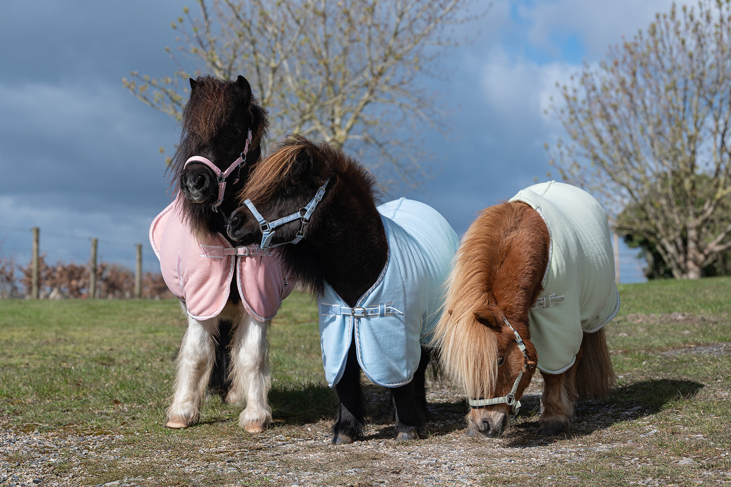 NEW SS26 Rhinegold Mini Sorbet Padded Headcollar And Rope Set
