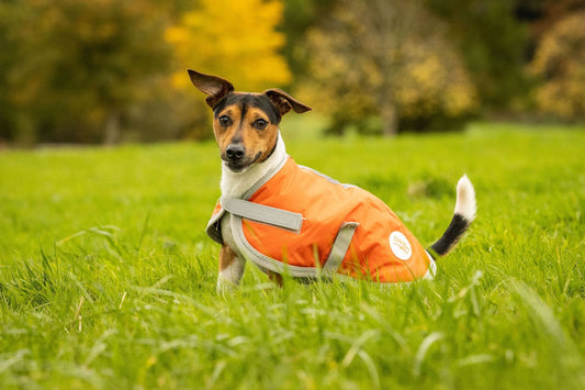 Swish Waterproof Dog Coat - Orange