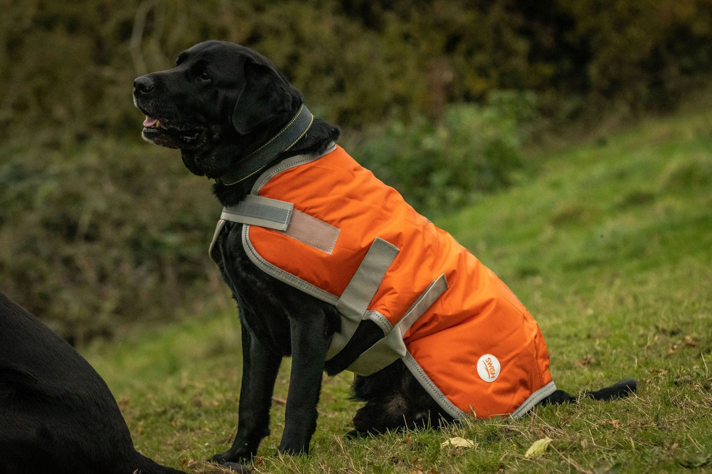 Swish Waterproof Dog Coat - Orange