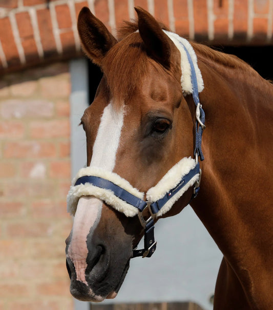 Premier Equine Techno Wool Lined Headcollar