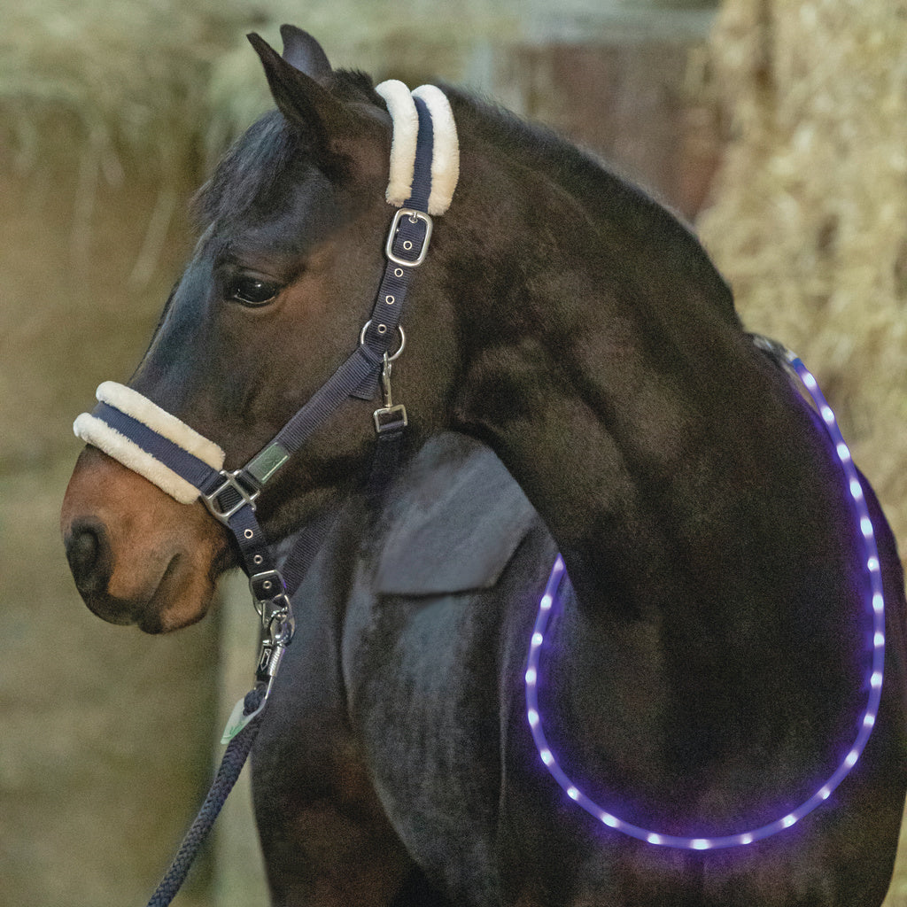 USG Flashing LED Equine Neck / Rein Collar