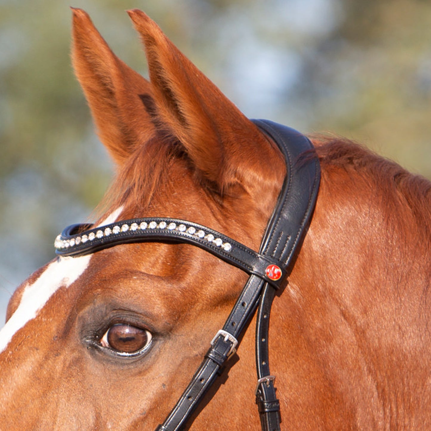 Kieffer Ultrasoft Amy Bridle