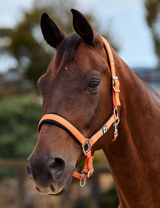 Dublin Neo Comfort Headcollar