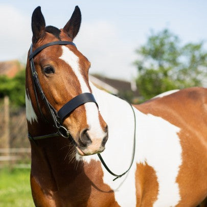 Gallop Hunter Bridle