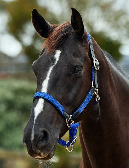 Dublin Braided Leather Headcollar