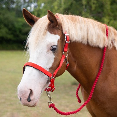 Gallop Premium Padded Heacollar and Leadrope Set- Various Colours